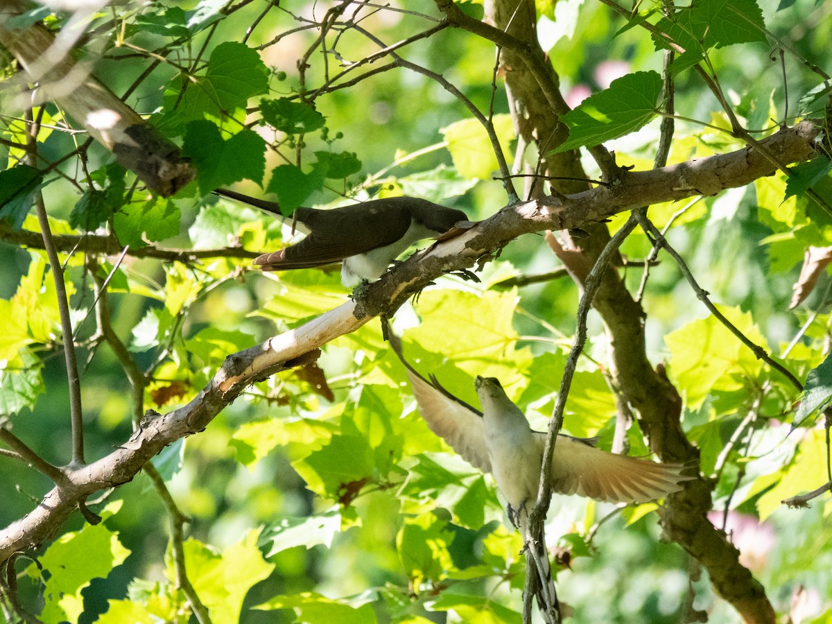 Yellow-billed Cuckoo - Caitlin Chock