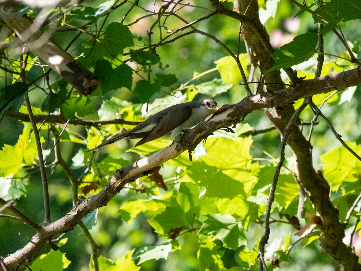 Yellow-billed Cuckoo - ML355315241