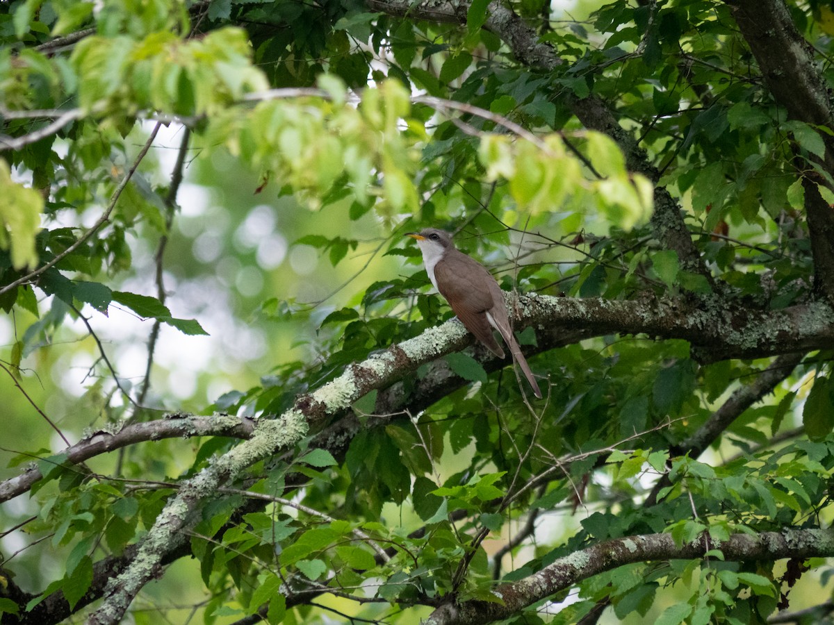 Yellow-billed Cuckoo - Caitlin Chock