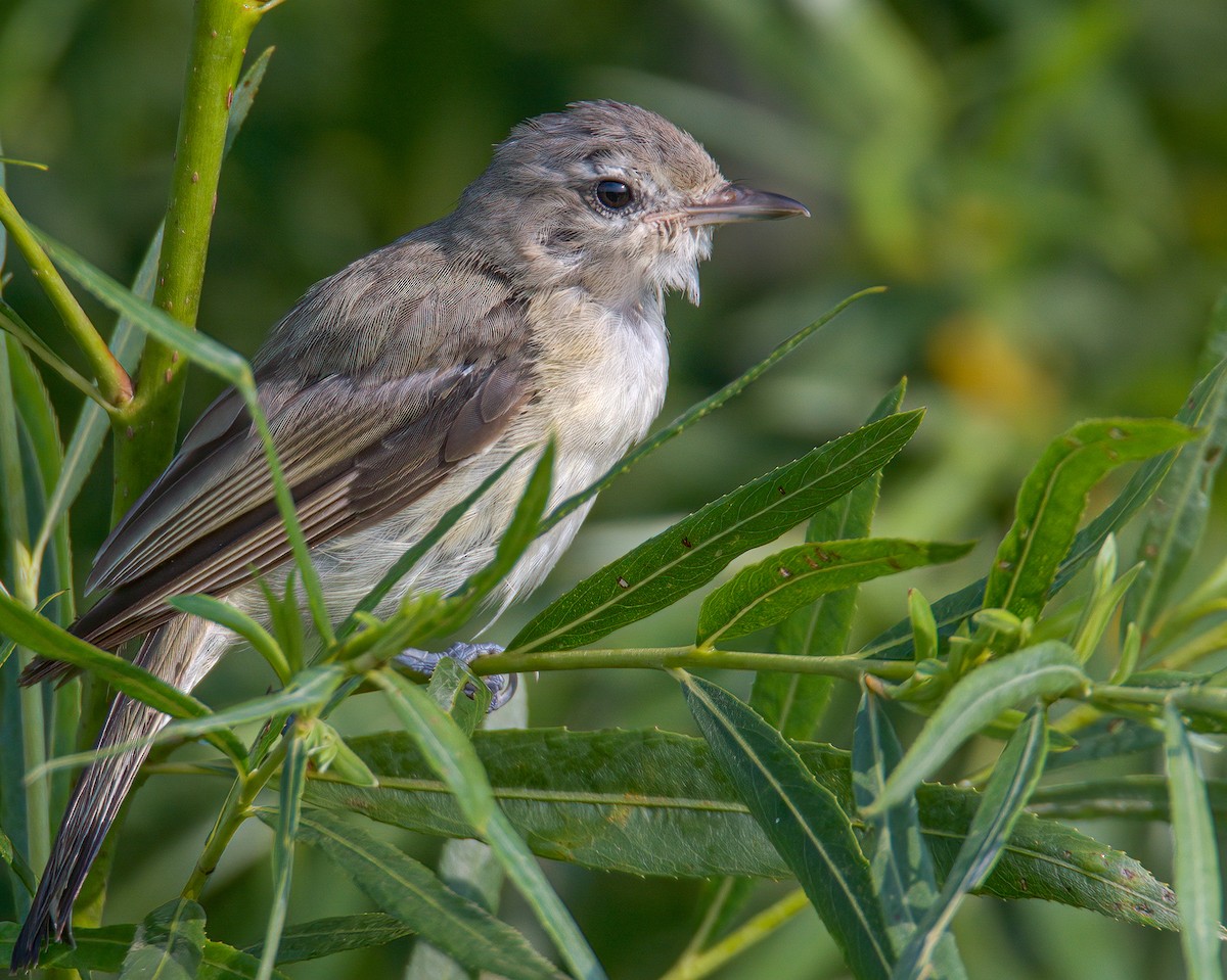 Warbling Vireo - ML355316711