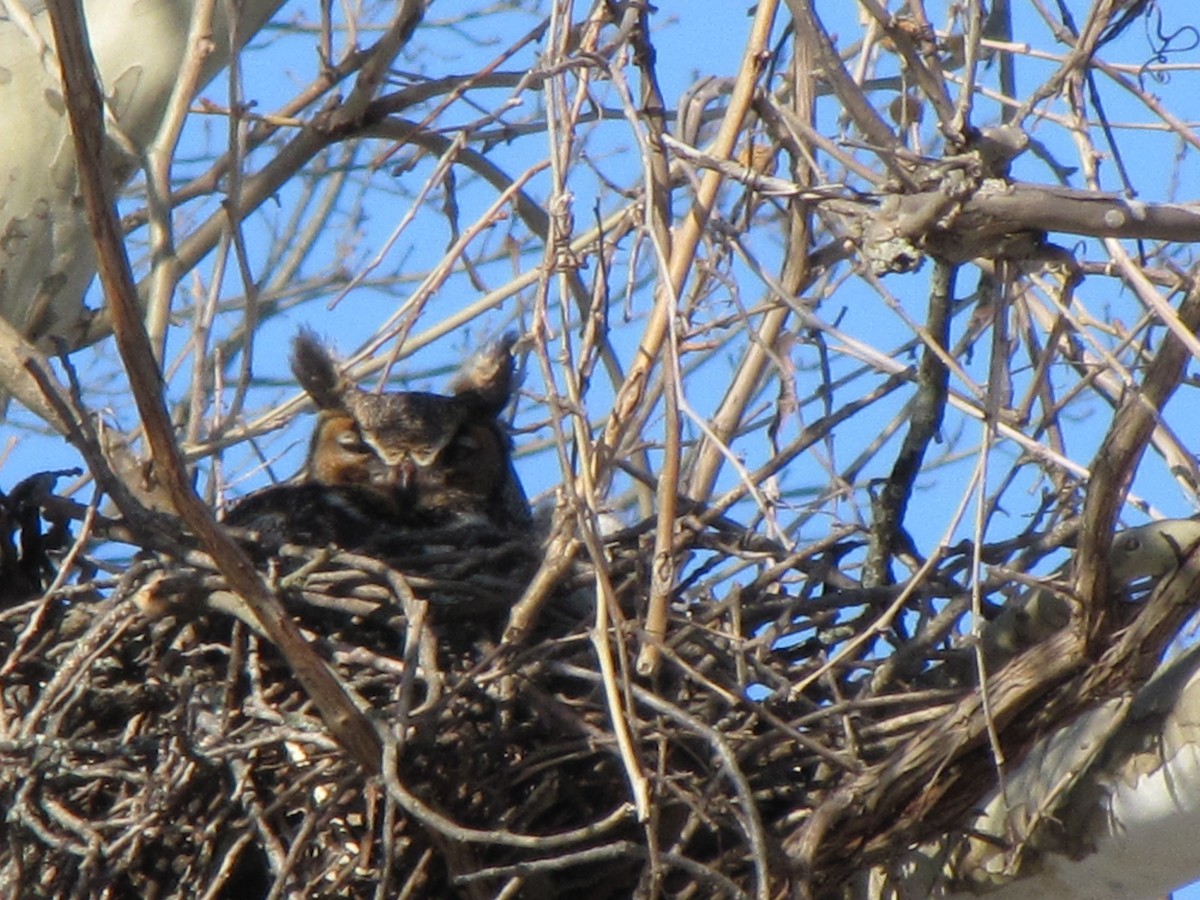 Great Horned Owl - ML355316741