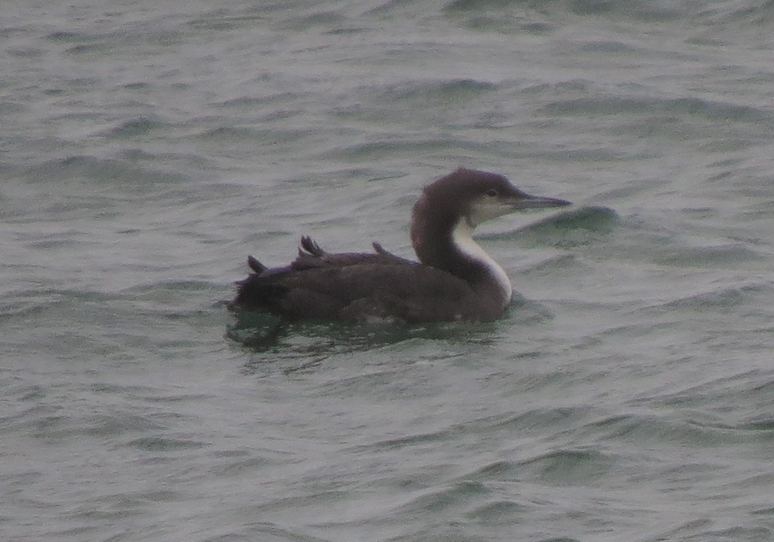 Pacific Loon - ML35531701