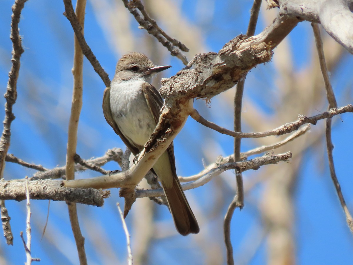 Ash-throated Flycatcher - ML355317061