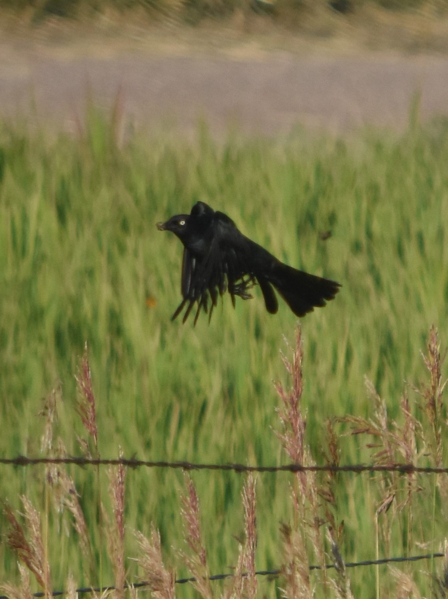 Brewer's Blackbird - ML355317091