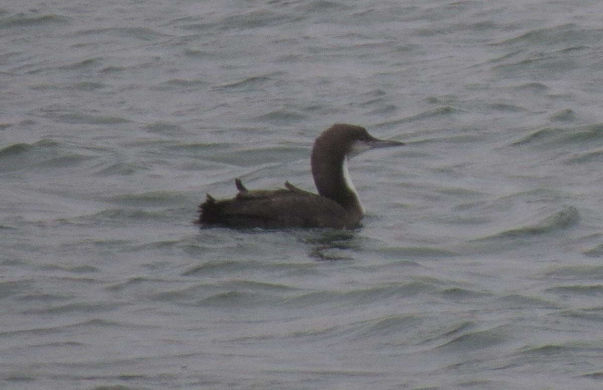 Pacific Loon - ML35531711