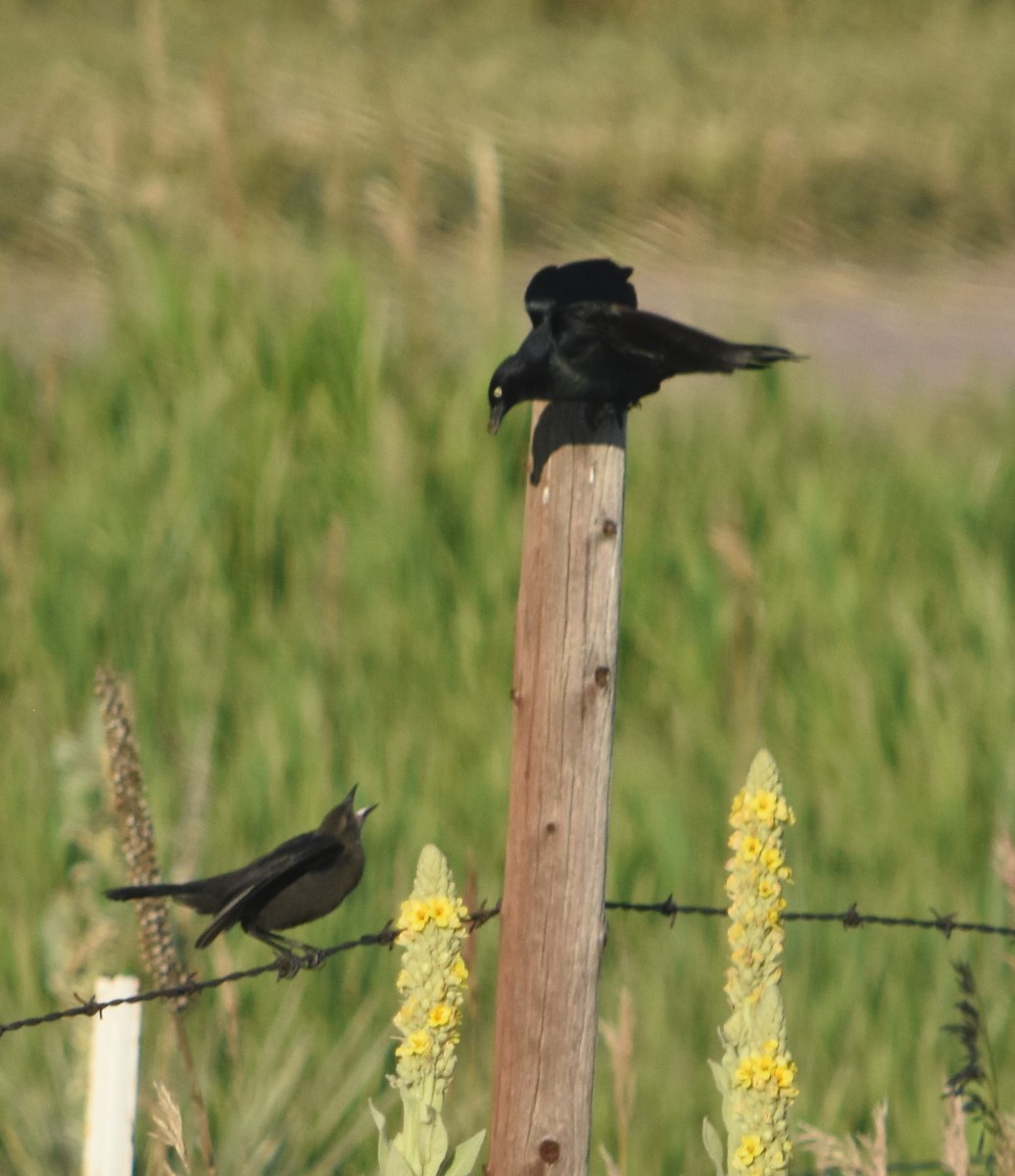 Brewer's Blackbird - ML355317111