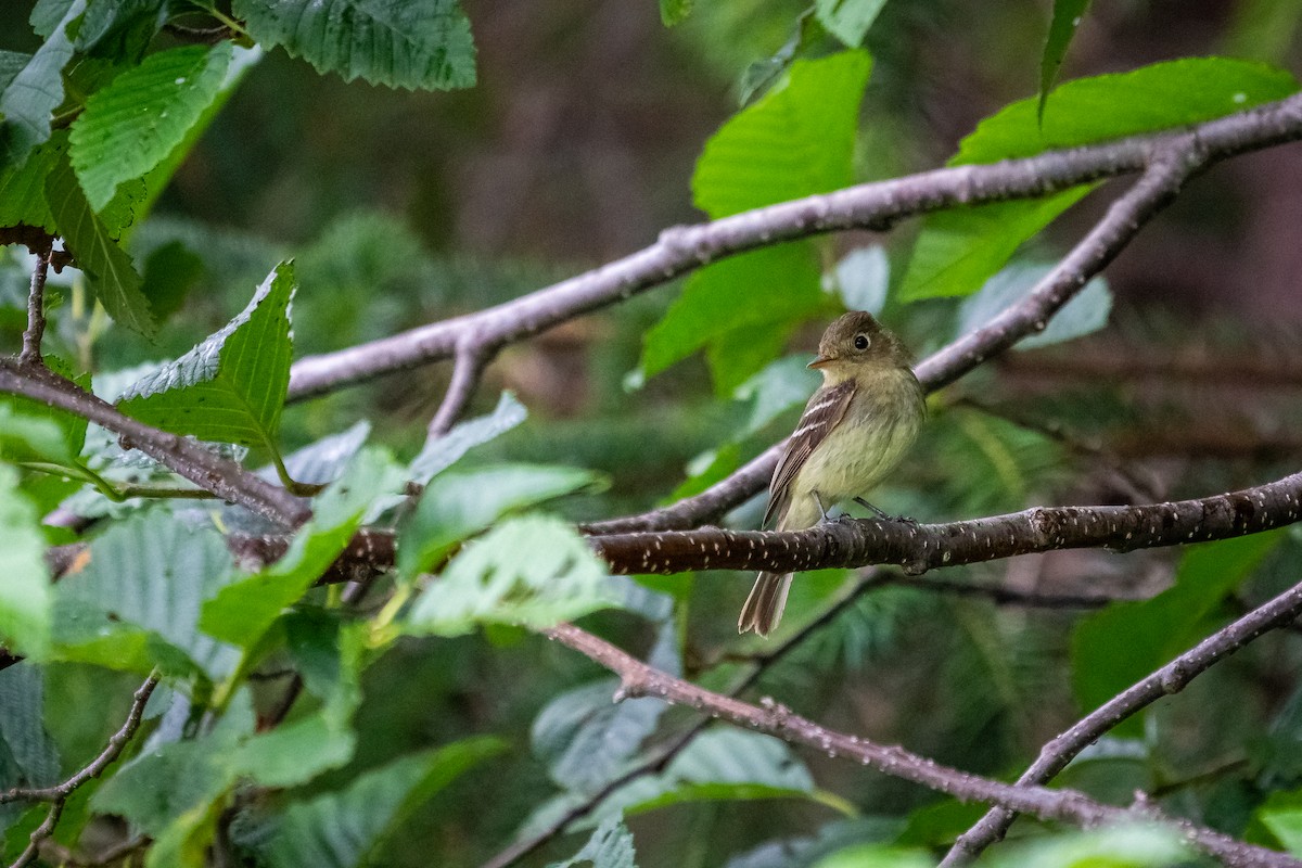 Western Flycatcher (Pacific-slope) - ML355317301