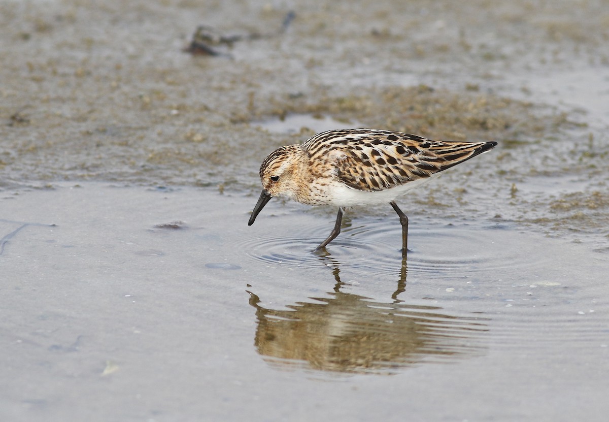 Zwergstrandläufer - ML355318821