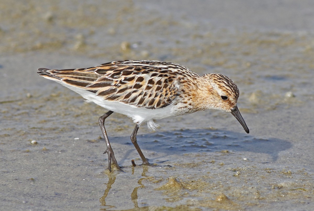 Little Stint - Peter Trimble