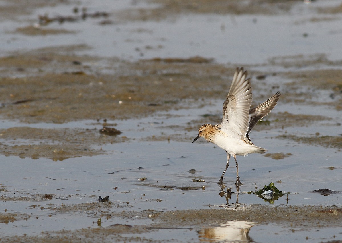 Little Stint - ML355318851