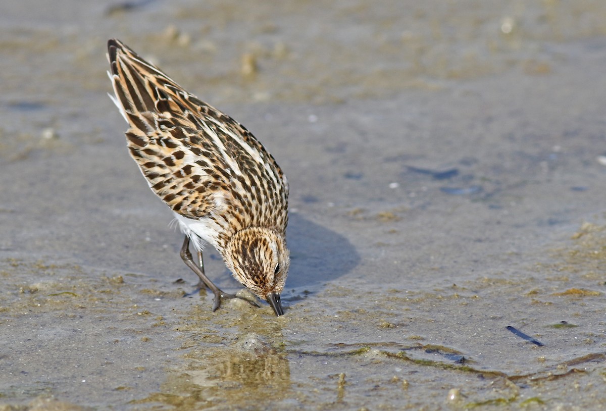 Little Stint - ML355318861