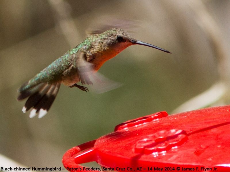 Black-chinned Hummingbird - ML35531901