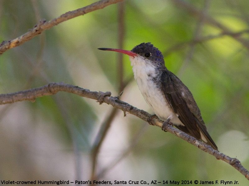 Violet-crowned Hummingbird - ML35531921