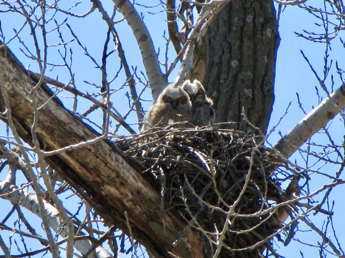 Great Horned Owl - ML355319221