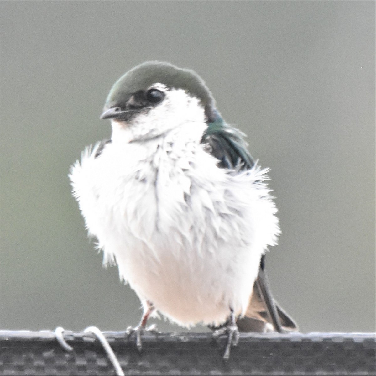 Violet-green Swallow - ML355319261