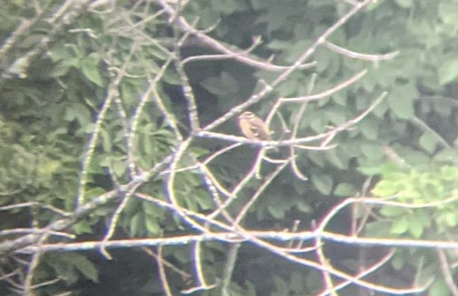 Rose-breasted Grosbeak - ML355319291