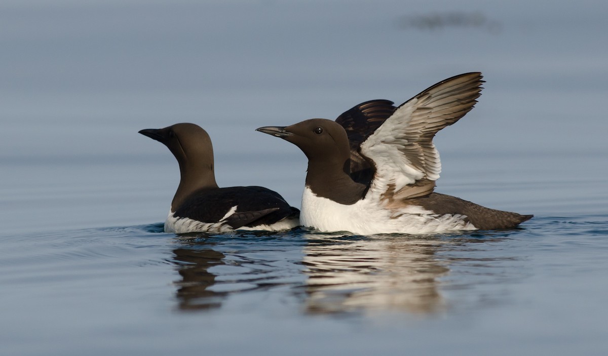 Common Murre - Alix d'Entremont