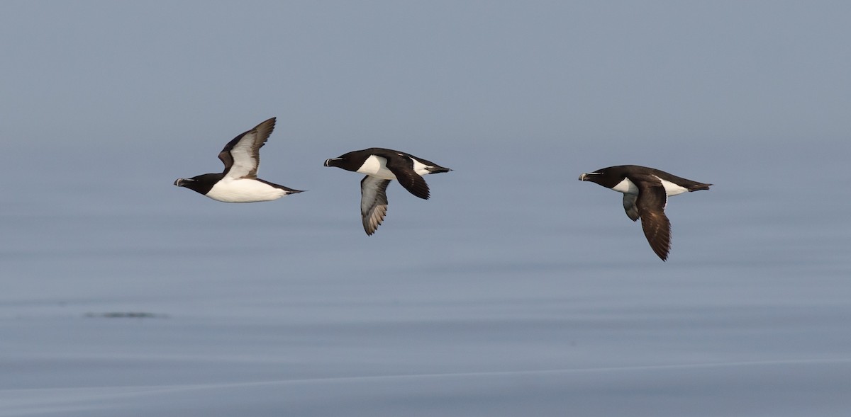 Razorbill - ML355319651