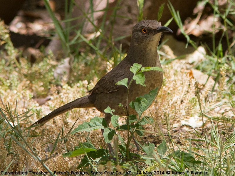 Curve-billed Thrasher - ML35531981