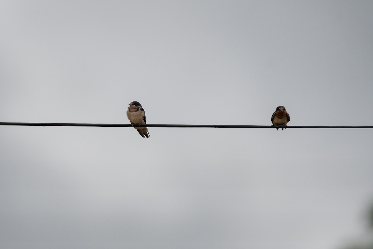 Barn Swallow - ML355320031