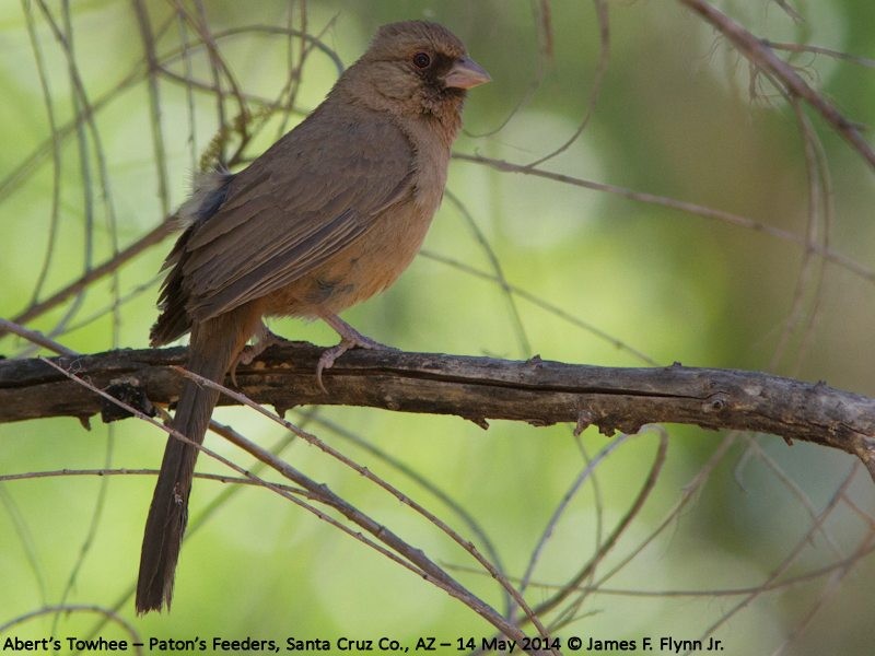 Abert's Towhee - ML35532041