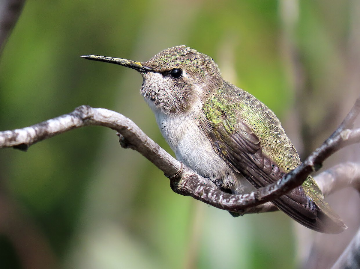 Costa's Hummingbird - Long-eared Owl