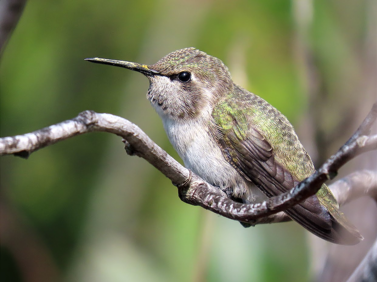 Costa's Hummingbird - ML355320881