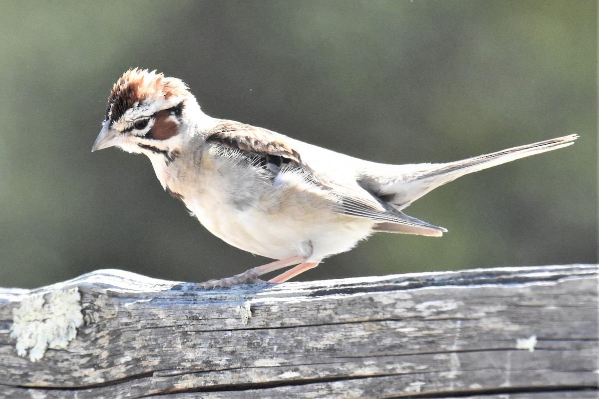 Lark Sparrow - ML355322971