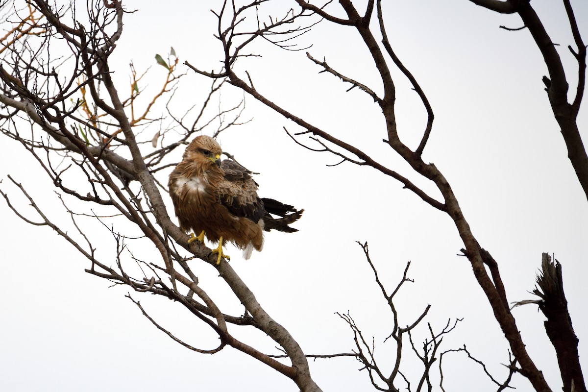 Black Kite - ML355323331