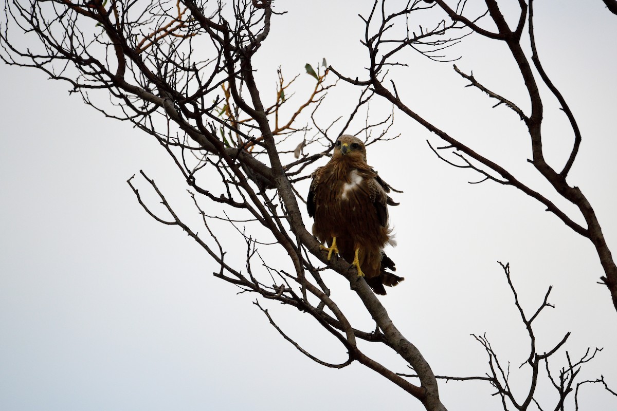 Black Kite - Ken Crawley