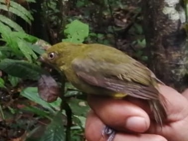 Wire-tailed Manakin - ML355324181