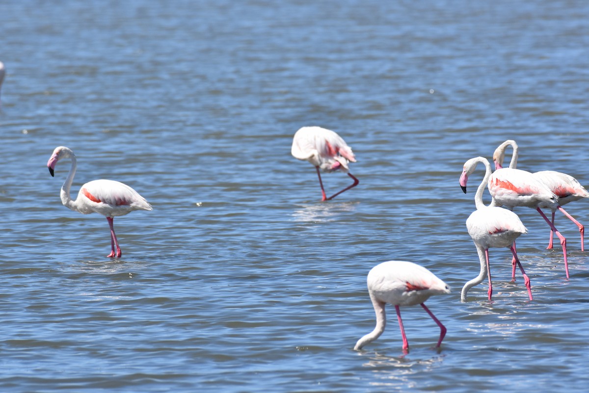 Greater Flamingo - ML355324241