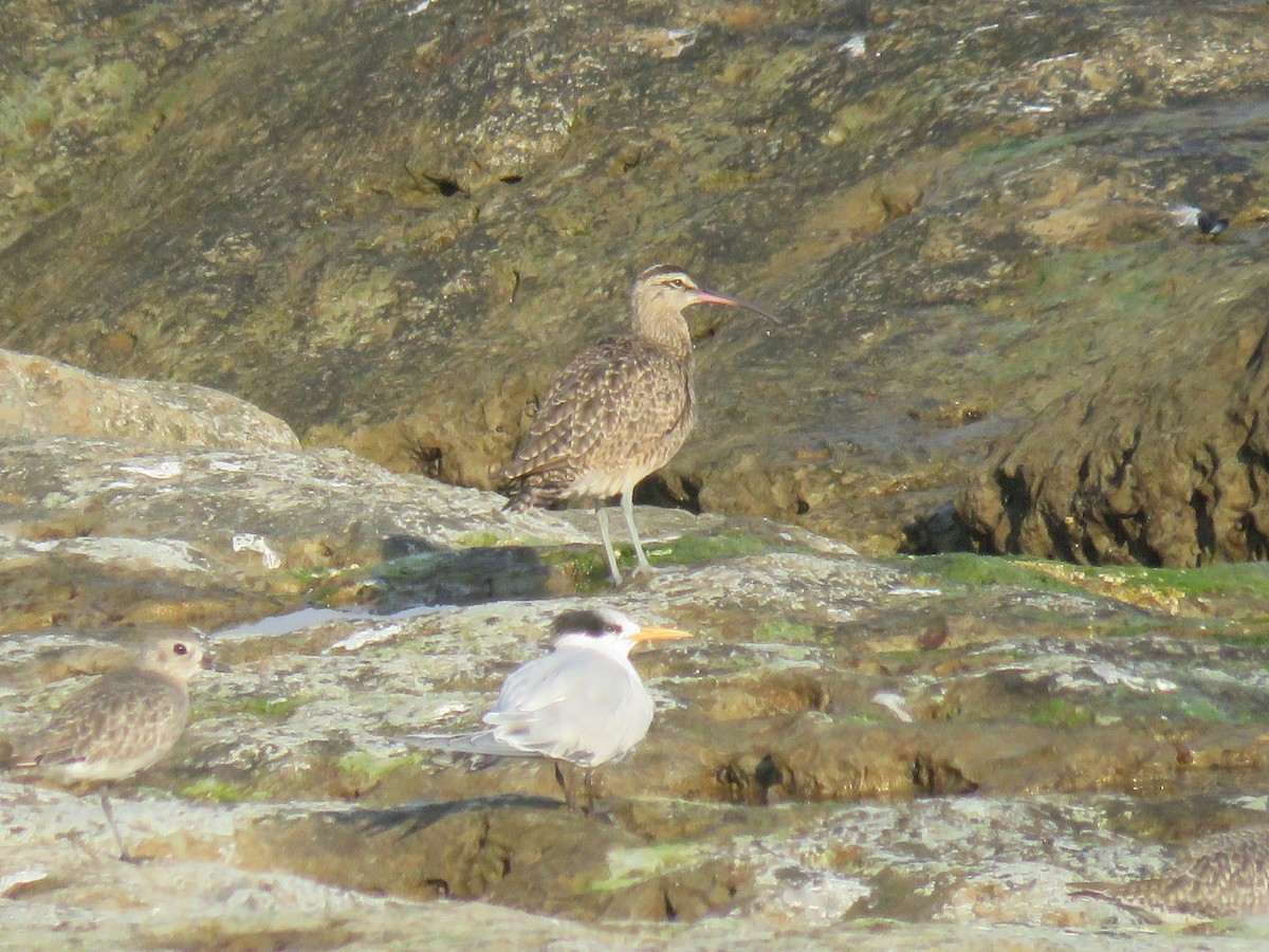 Whimbrel - Sharon Hull