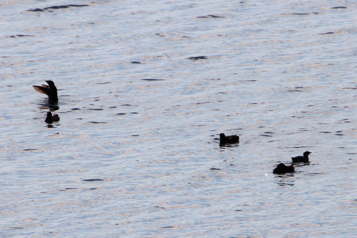 Marbled Murrelet - ML355326281