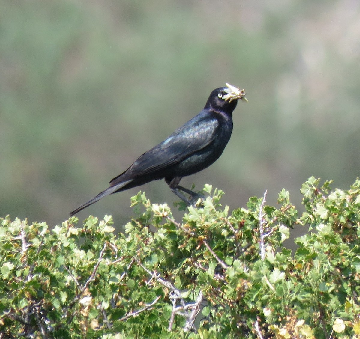 Brewer's Blackbird - Anne Pellegrini