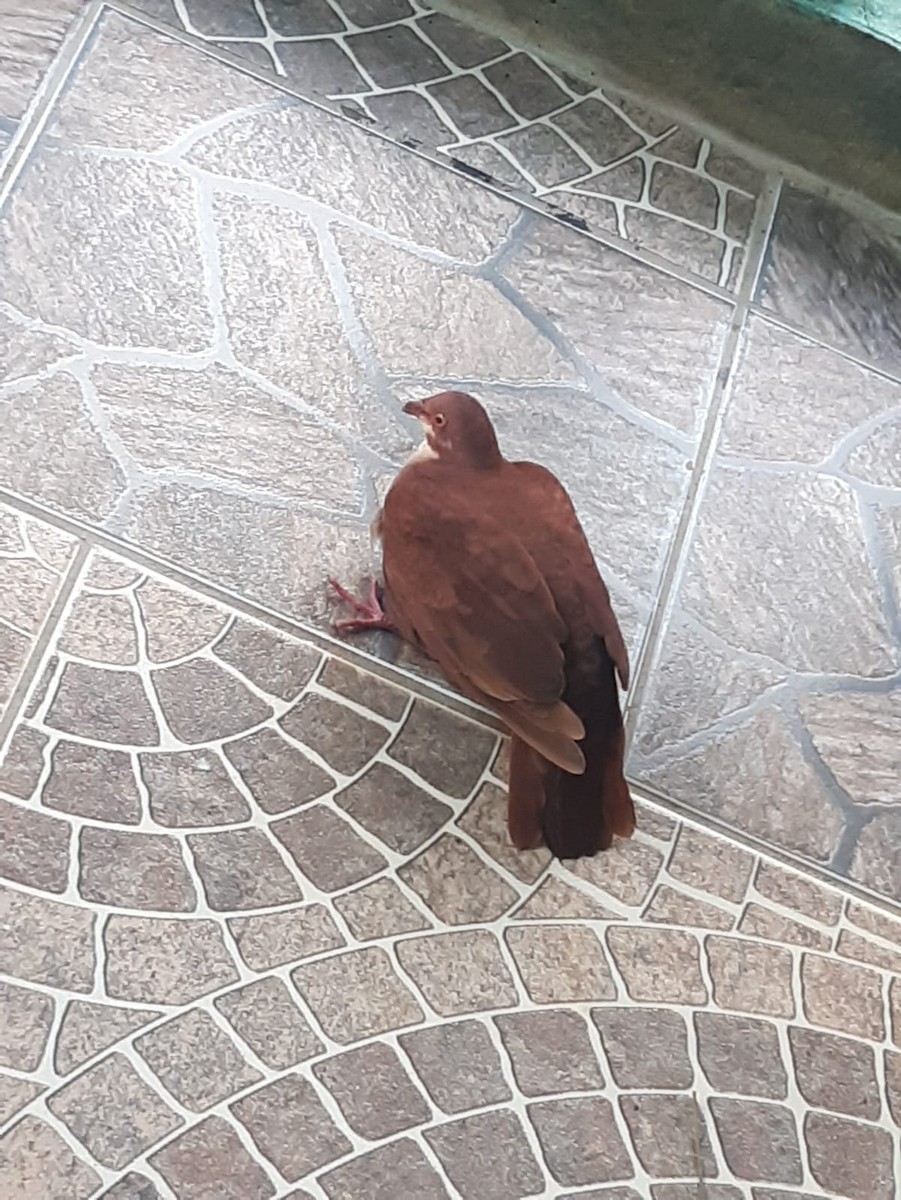 holub hnědočervený - ML355327541