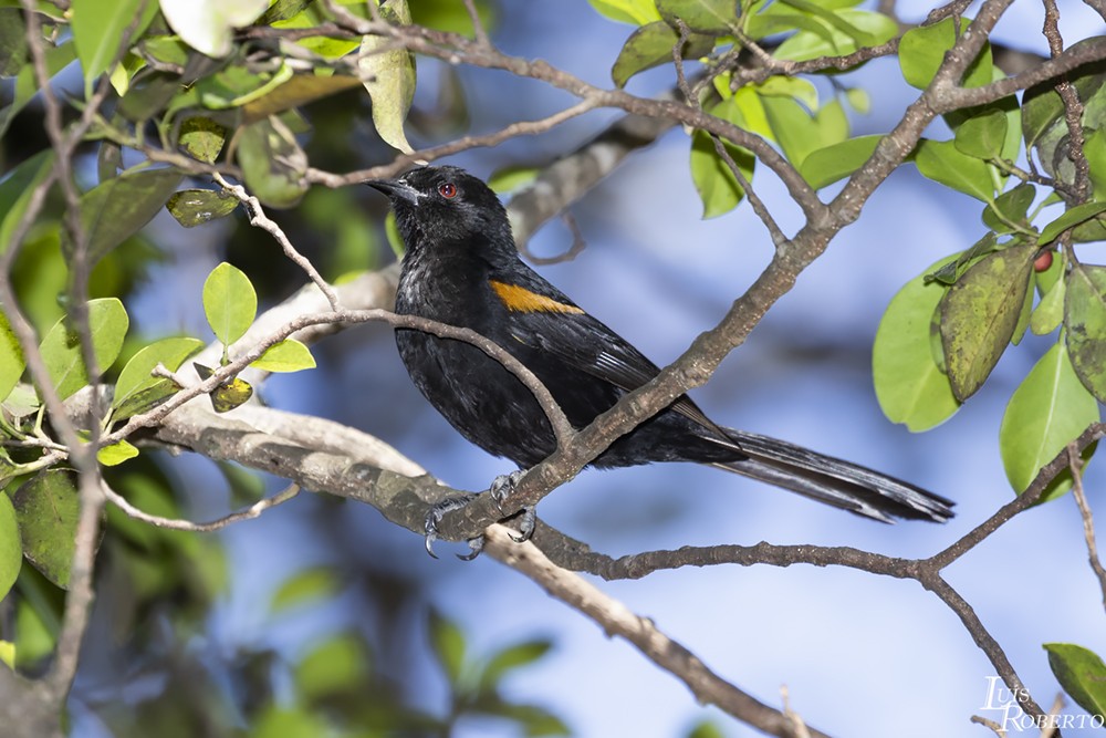 Variable Oriole - ML355328431