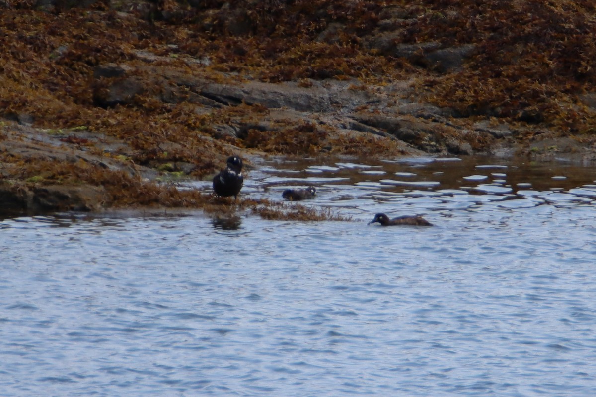 Harlequin Duck - Daniel Donnecke