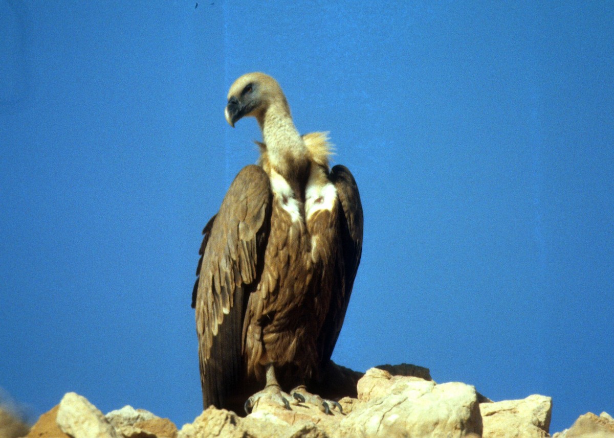 Eurasian Griffon - ML355330201