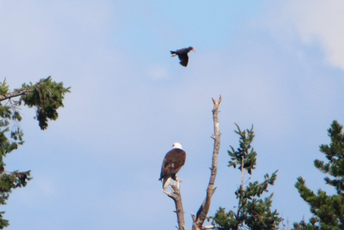 Weißkopf-Seeadler - ML355331081