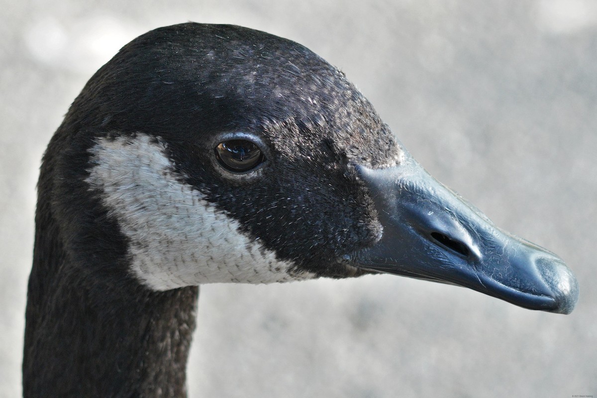 Канад галуу - ML355331331