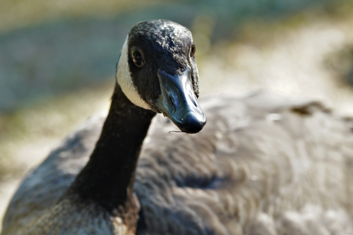 Канад галуу - ML355331341