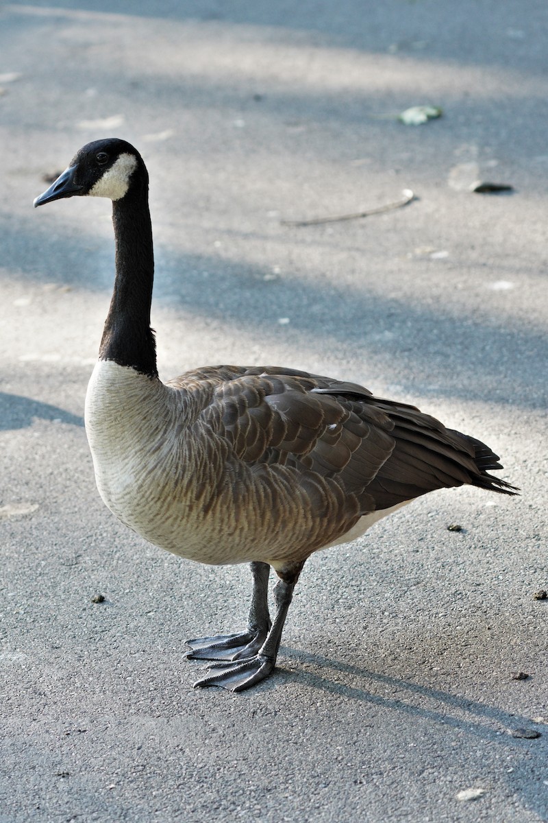 Канад галуу - ML355331371