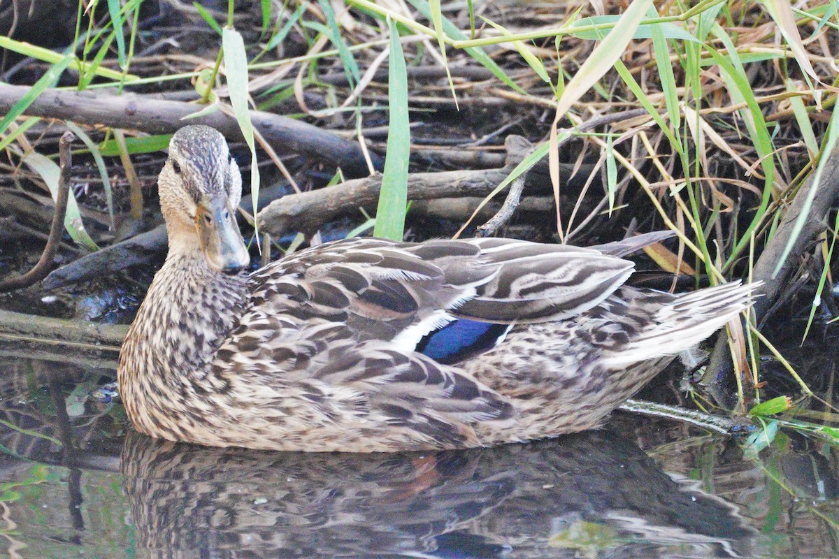 Зэрлэг нугас - ML355331421