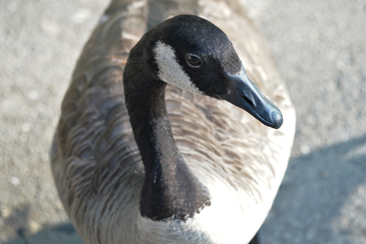 Канад галуу - ML355331431