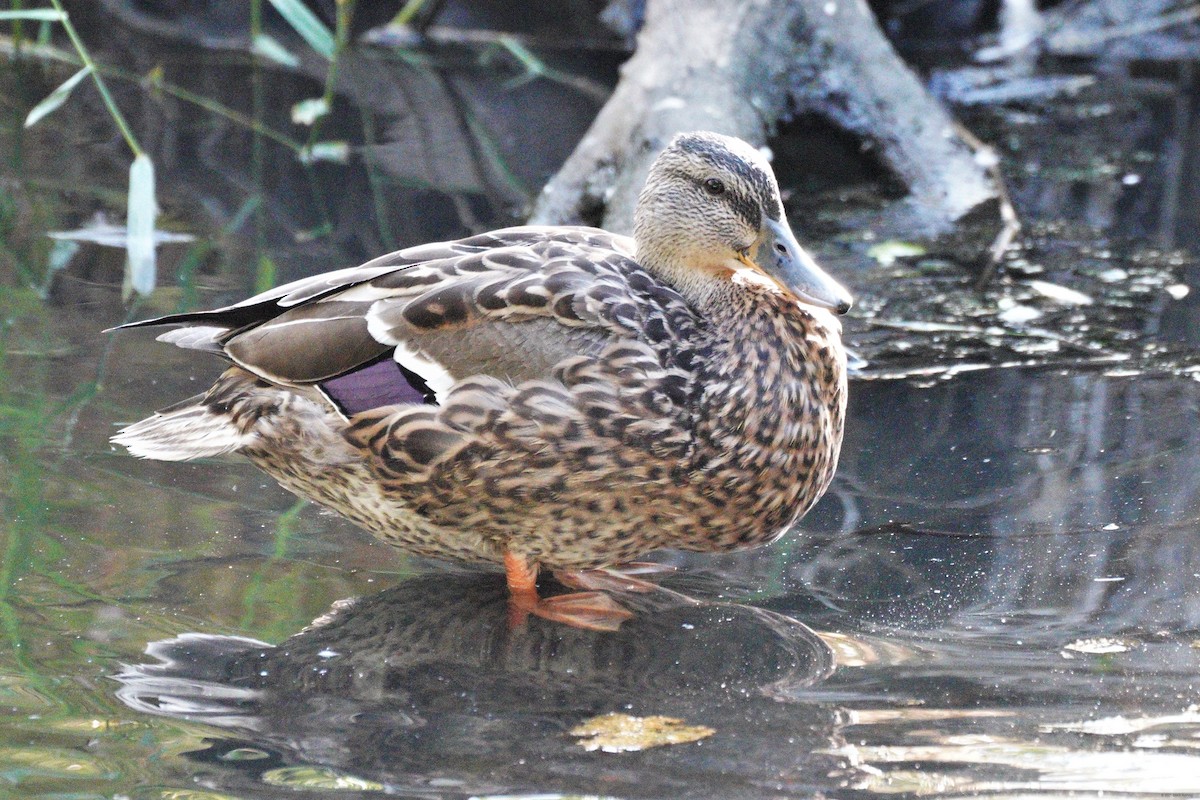 Зэрлэг нугас - ML355331501