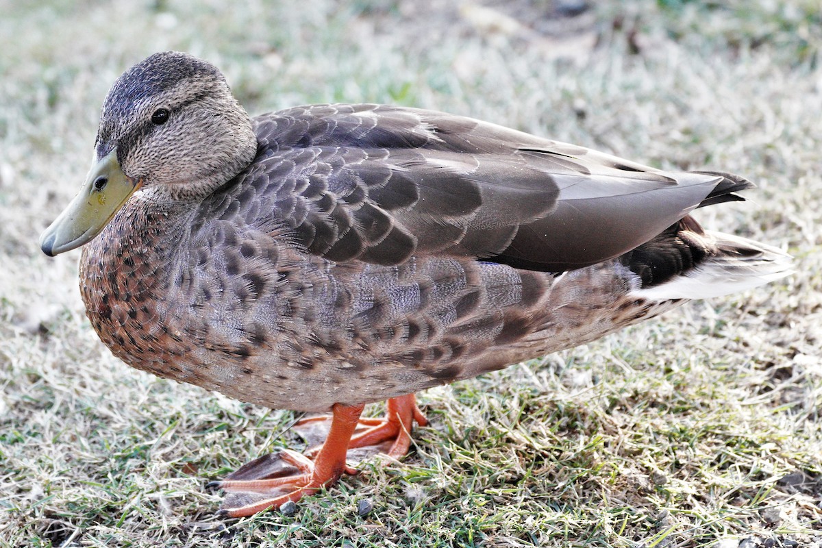 Зэрлэг нугас - ML355331521