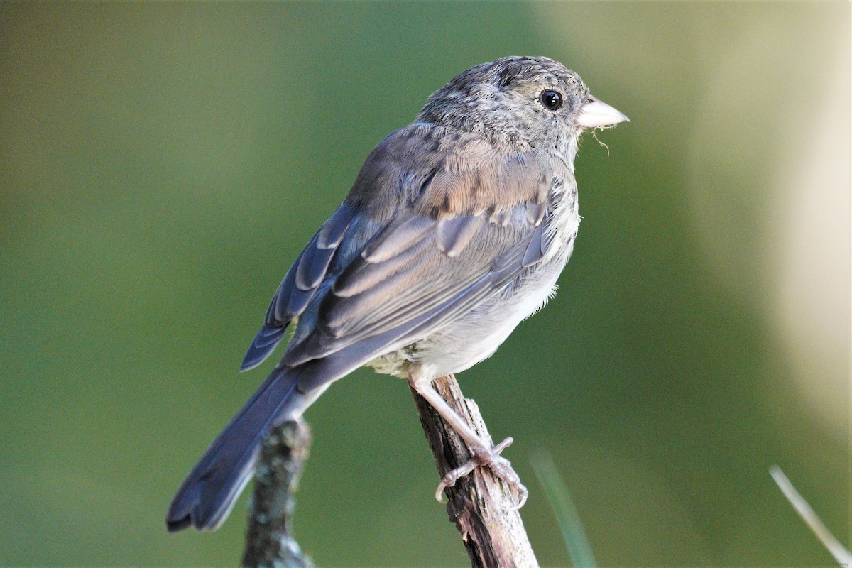 Dark-eyed Junco - ML355331531