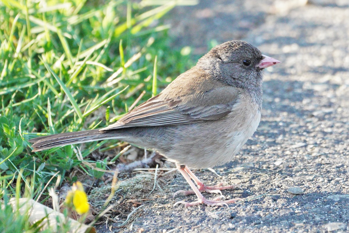 Dark-eyed Junco - ML355331541