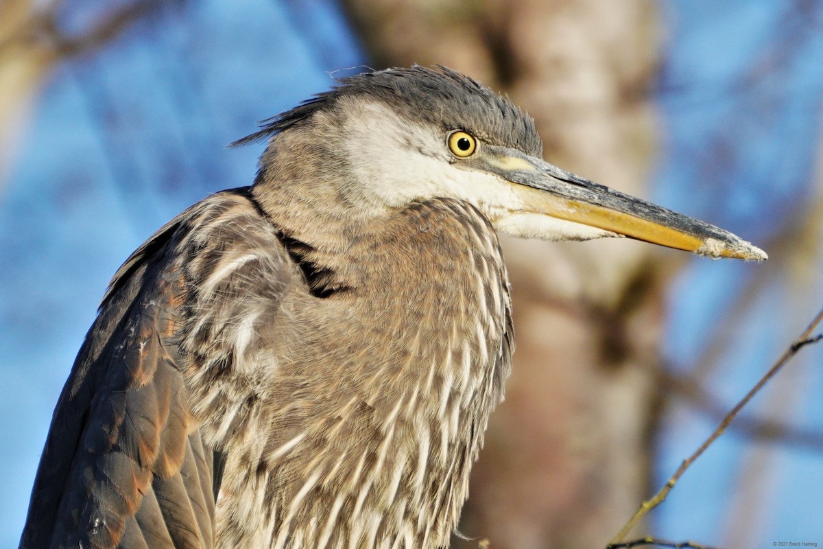 Great Blue Heron - ML355331571